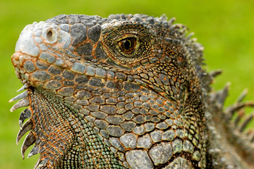 Green iguanas from the park in Guayaquil , Ecuador