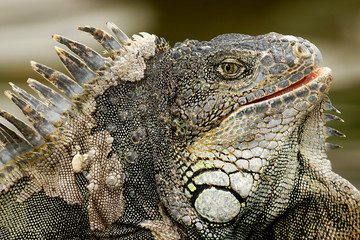 Green iguanas from the park in Guayaquil , Ecuador