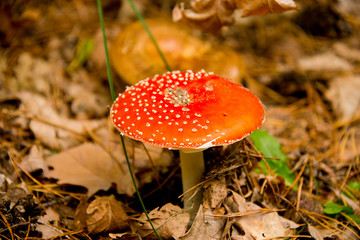 fly agaric (toadstool) waiting for mushroom pickers in brandenburg forest, near berlin, germany