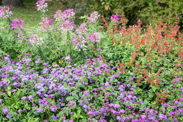 Obraz premium Background of colorful flowers, bright flowers in a botanical garden, flowers in a summer time