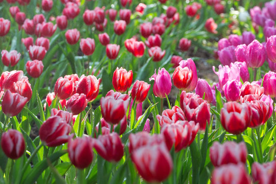 Tulips are blooming in the park.