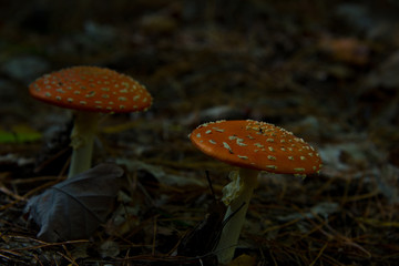 fly agaric (toadstool) waiting for mushroom pickers in brandenburg forest, near berlin, germany