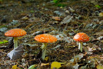 fly agaric (toadstool) waiting for mushroom pickers in brandenburg forest, near berlin, germany