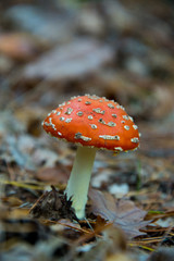fly agaric (toadstool) waiting for mushroom pickers in brandenburg forest, near berlin, germany