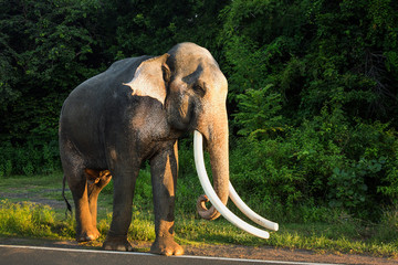 A male Asian elephant is walking along the edge of the forest.