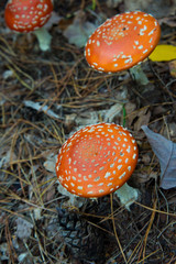 fly agaric (toadstool) waiting for mushroom pickers in brandenburg forest, near berlin, germany