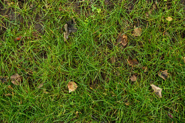The texture of the green lawn. Background image of green fresh grass