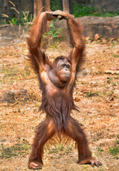 Young Orangutan resting in nature.