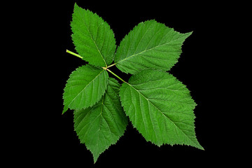 Blackberry fruit leaf closeup