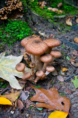 birch boletus (Leccinum aurantiacum) waiting for mushroom pickers in autumnal brandenburg forest