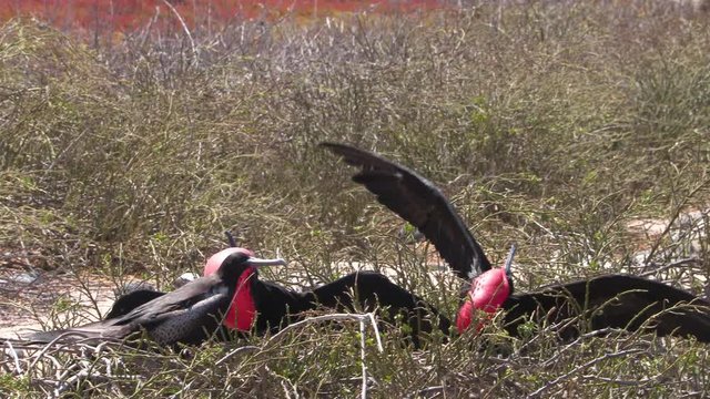 Frigatebird on Galapagos islands. Magnificent Frigate-birds on North Seymour Island, Galapagos. Two male frigate birds with inflated red neck gular pouch (thoat sac) attracting fighting for females.