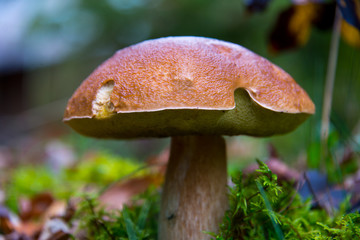 Fototapeta premium big wild bay boletus waiting for mushroom pickers in autumnal brandenburg forest, germany