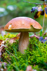 big wild bay boletus waiting for mushroom pickers in autumnal brandenburg forest, germany