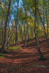 Colorful forest with crumbling dry leaves