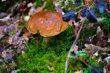 big wild bay boletus waiting for mushroom pickers in autumnal brandenburg forest, germany