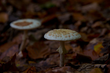parasol mushrooms (Macrolepiota procera) waiting for mushroom pickers in autumnal brandenburg...
