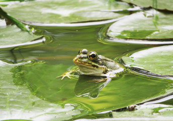 closeup of green frog on a water lily leaf in a pond