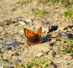 common copper butterfly on the ground in sunlight