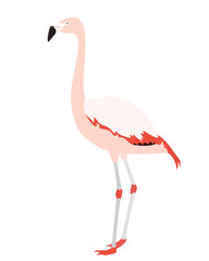 Flamingo isolated on white background, vector illustration of Chilean flamingo in profile