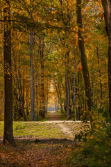 Fototapeta premium Forest, park and trees with yellow leaves.