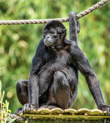 The black-headed spider monkey, Ateles fusciceps is a species of spider monkey