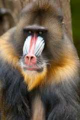 Mooie mannelijke mandril