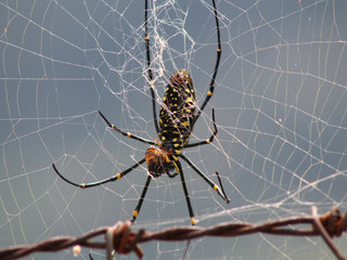 Spider in the web.