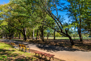 東京武蔵野 小金井公園の風景