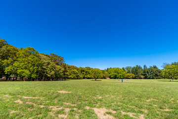 東京武蔵野 小金井公園の風景
