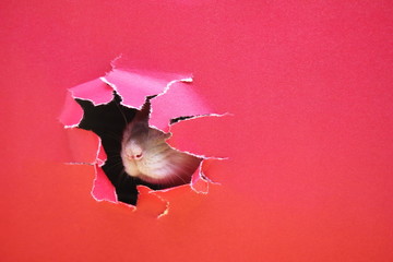The tip of a rat's nose in the ragged hole in the red paper. Happy New Year 2020.