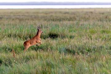 Roe buck on the salt meadows at the wadden sea on Juist, East Frisian Islands, Germany.