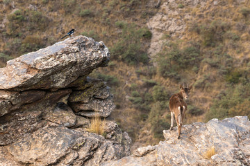 Female mountain goat in Sierra Nevada