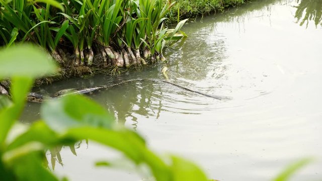 comodo in the pond