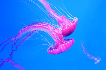 pink jellyfish swims in blue ocean sea, dangerous poisonous jellyfish Pelagia Noctiluca (Acalefo luminiscenta), Tenerife, Canary Island © lesslemon