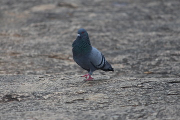 pigeon on rock