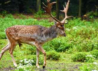 sika deer with branching horns goes to the edge of the forest