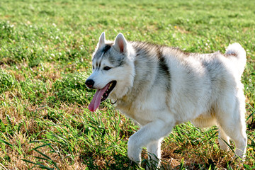 running across the field husky with tongue sticking out bright light