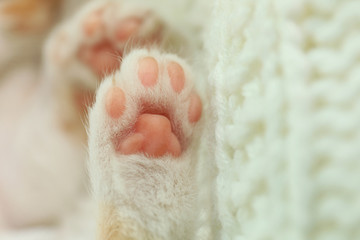 Obraz premium Little kitten on knitted blanket, closeup view of paws