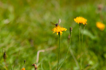 Bee on the yellow flowers 