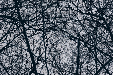 silhouette dead tree and branches in the spooky forest at scary night. nature and halloween horror background