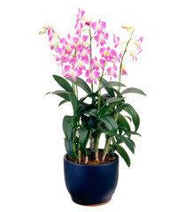 デンファレ Orchid of fellow　ピンク　(キリヌキ)