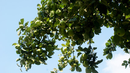 Fototapeta na wymiar many tasty ripe fragrant green bulk apples hanging in clusters on apple tree branches on a warm sunny autumn day against a blue sky