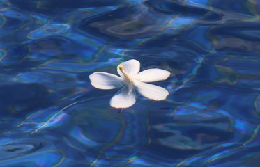 Plumeria flower