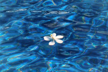 Plumeria flower