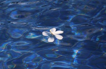 Plumeria flower