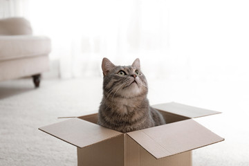 Cute grey tabby cat in cardboard box on floor at home