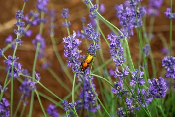 Lavender and the insect