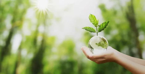 Foto op Plexiglas hand met glazen bol bal met boom groeiende en groene natuur achtergrond wazig. eco-concept © lovelyday12