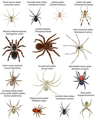 Collection of different species of spiders in colour image - obrazy, fototapety, plakaty