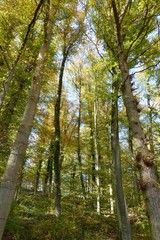 Fototapeta na wymiar Herbstwald im Gegenlicht